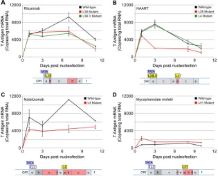 FIG 3 Early viral gene expression from patient and Spi-B-mutated sequences. Cells were nucleofected with wild-type or Spi-B-mutated PML variant NCCRs in