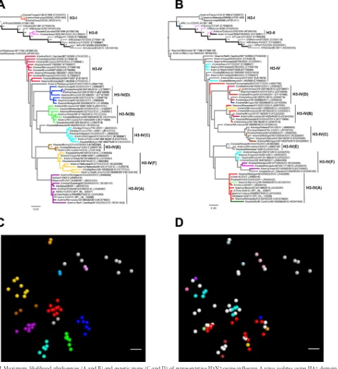 FIG 2 Maximum-likelihood phylogenies (A and B) and genetic maps (C and D) of representative H3N2 swine inﬂuenza A virus isolates using HA1 domainamino acid sequences
