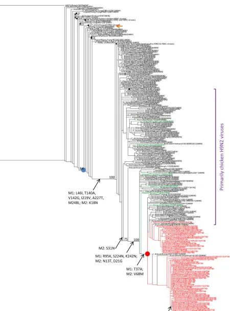 FIG 6 Phylogenetic tree of the M gene and inferred ancestral amino acids changes in M1 and M2