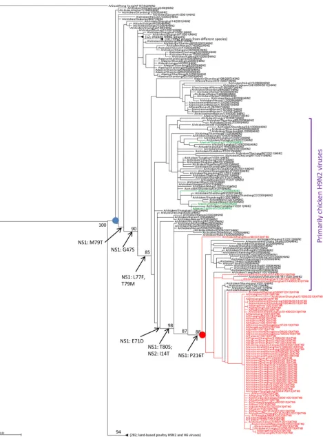 FIG 7 Phylogenetic tree of the NS gene and inferred ancestral amino acid changes in NS1 and NS2