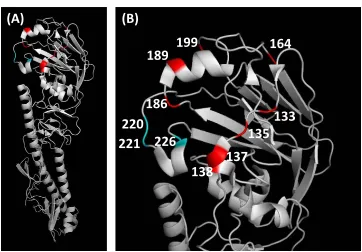 FIG 9 X-ray crystallographic structure of H7 HA (are shown in blue; those that are located in the rim around the receptor-HA monomer (A) and an enlarged view of the HA head (B)