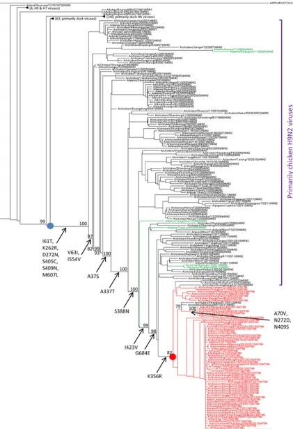FIG 3 Phylogenetic tree of the PA gene and inferred ancestral amino acid changes in PA
