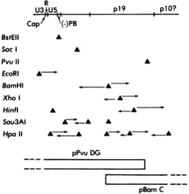 FIG.molecular