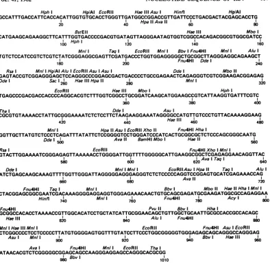 FIG. 2.genomerestrictiondescribed Nucleotide sequence of cloned viral DNA. The sequence is numbered from the 5' end of the viral and depicts the same polarity as the genome ("positive strand")