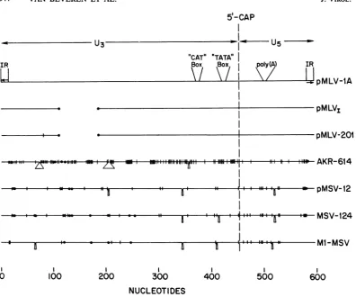 FIG.(pMLVr-101pMLV-IA Comparisonsandversus A, insertions;AATGAAAGACCCC-3';AKR-614 structure LTRs