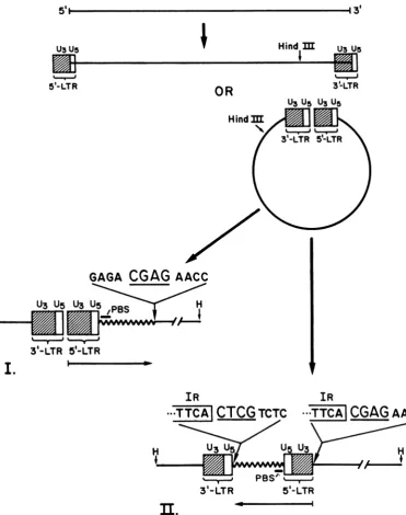 FIG. 2.regionrecombinantistetranucleotidethestranded generally Structure of recombinant clones of Mo-MSV clone 124