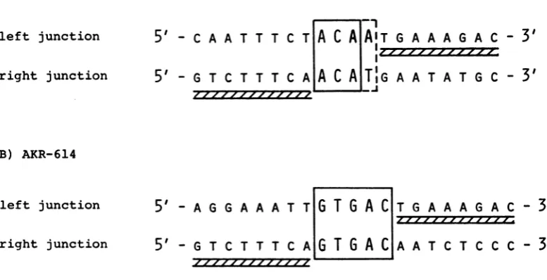 FIG. 3.junctionsEcoRIfragmentlabelingfragment.andclone Nucleotide sequence at junctions of viral AKR and cellular DNA