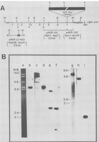 FIG. 4.fragmentEcoRI;Regionsbrackets.lanewasandAKR-623nitrateautoradiography(lanessize Characterization of recombinant clone X-NIH-623