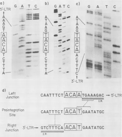 FIG. 5.BamHI-EcoRIfragmentofproductstheterminallypreintegrationAlignmentreadabove.sequences,strand