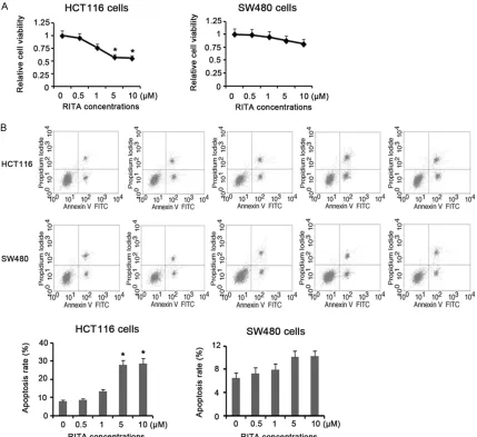 Figure 1. Anti-proliferative and apoptotic effects of RITA on human CRC cells. CRC HCT116 and SW480 cells were exposed to different doses of RITA (0, 0.5, 1, 5 and 10 μM) for 72 h