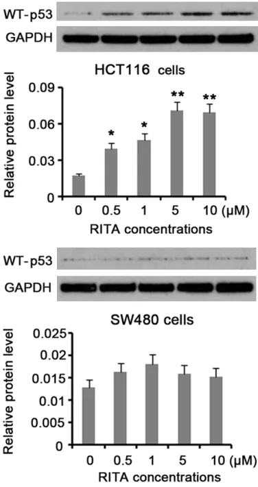 Figure 4C, WT-p53 knockdown promoted the 