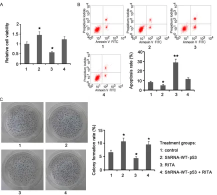 Figure 3. Knocking down WT-p53 in HCT116 via RNA interference. WT-p53 in HCT116 cells was selectively silencing via three specific shRNAs (S1, S2, and S3), followed by validation with qPCR (A) and Western blotting (B)