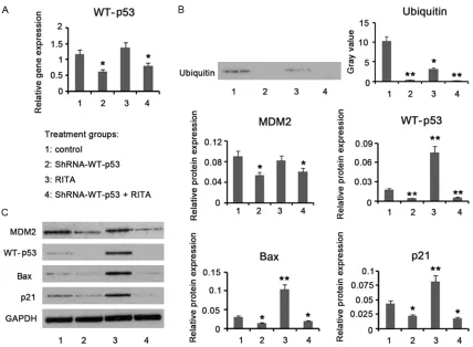 Figure 5. RITA up-regulated WT-p53 in HCT116 cells through hindering its ubiquitination
