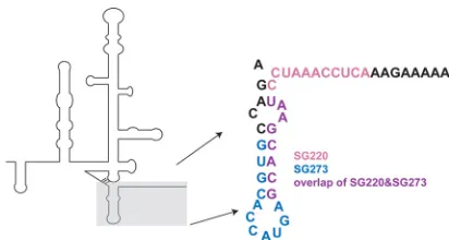FIG 1 sshRNA target sites in the HCV IRES. Schematic diagram of the HCVIRES secondary structure with the region targeted by sshRNAs in domain IVshown in detail