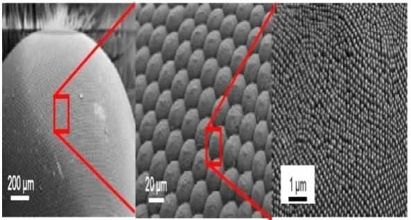 Figure 2.Figure  The structure of moth-eyes which is covered by the nano-structured ﬁlm [2. The structure of moth‐eyes which is covered by the nano‐structured film [8,17].8,17 ]. 