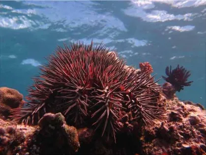 Figure 2.1 Adult crown-of-thorns starfish are defended against predators by 