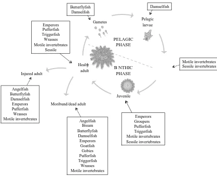 Figure 2.3 Main predatory groups acting at different life stages of crown-of-thorns starfish