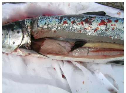 Figure 2.3.  An Atlantic salmon with clinical pancreas disease. Note the lack of fatty tissue around the pyloric caecae and the presence of faecal casts in the intestine