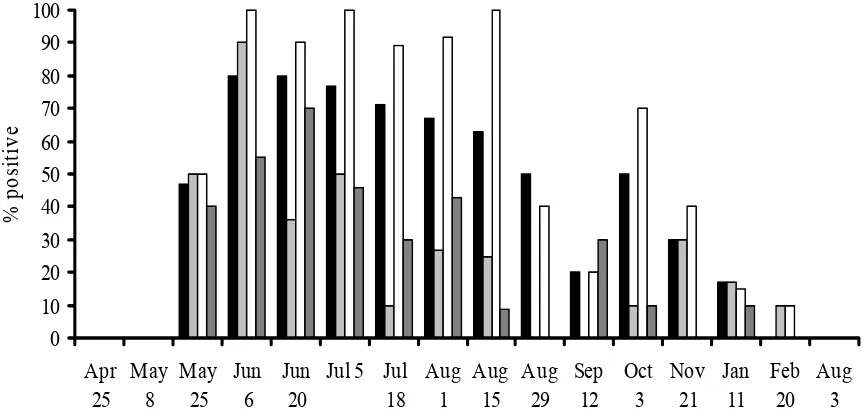 Figure 4.6.  The percentage of sampled fish positive for SAV by real-time RT-PCR during the Hawk’s Nest longitudinal study; heart (�), kidney (�), gill (�) and brain (�)