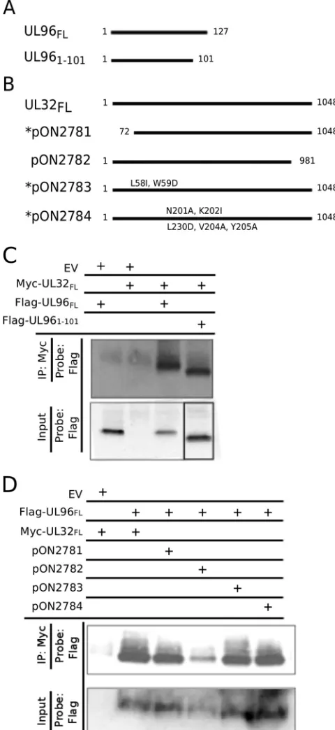 FIG 1 pp150 and pUL96 directly interact with each other; the N-terminalregion of pUL96 and the C-terminal region of pp150 determine this interac-tion