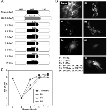 FIG 2 pUL96 is a conserved betaherpesvirus protein critical for CMV maturation. Shown is an amino acid sequence alignment of pUL96 homologs from humanCMV (HCMV; YP_081543), RhCMV (YP_068222), CCMV (AAM00734), HHV6 (CAA58360), and HHV7 (YP_073808)