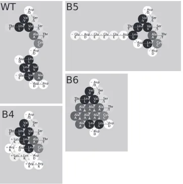 FIG 4 Protein Investigator (ver. 3.0.2)-based prediction of folding of the C-terminal 20 amino acids of wild type (WT) pUL96 and predicted changes in proteinfolding as a result of the clustered mutations (B4, B5, and B6) that were introduced in this study