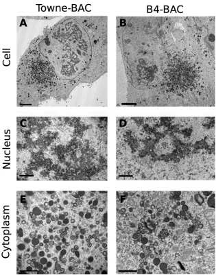 FIG 5 Transmission electron microscopy (TEM) of infected ﬁbroblasts. HF transfected with Towne-BAC (A, C, E) or B4-BAC (B, D, F) were passaged once at10 dpt and ﬁxed for TEM at 3 days postseeding