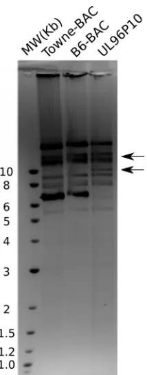 TABLE 1 Summary of nucleotide differences between the Towne-BAC passaged virus (whole-genome sequencing and subsequent comparison of nucleotide sequencesKF493877) and the UL96P10 virus (KF493876) revealed bya