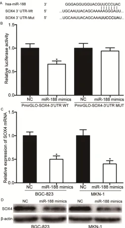 Figure 3. SOX4 was a novel target of miR-188. A. Predicted conse-quential pairing of target 3’ UTR region of SOX4 (WT and MUT) and miR-188 sequence