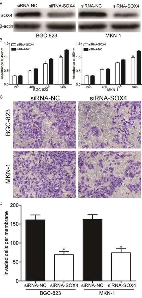 Figure 4. SOX4 under-expression inhibited proliferation and invasion of GC cells. A. Western blot analysis for SOX4 protein of BGC-823 and MKN-1 cells transfected with siRNA-SOX4 or siRNA-NC