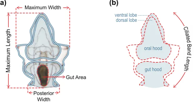 Figure 1.Figure 1. Morphometric measurements of larvae taken four and ten days after commencement of feeding: Morphometric measurements of larvae taken four and ten days after commencement of 