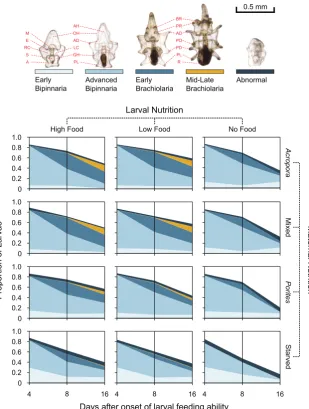 Figure 3. Larval survival and progression of larval development at 4, 8, and 16 days. Morphological postoral arm (Figure 3.traits used in scoring larvae are: mouth (M), esophagus (E), right coelomic pouch (RC), stomach (S), anus (A), axohydrocoel (AH), ora