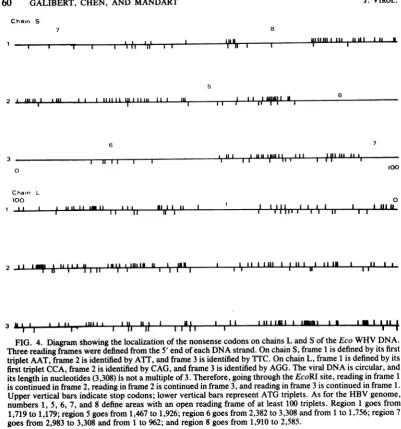 FIG. 4.Three Diagram showing the localization of the nonsense codons on chains L and S of the Eco WHV DNA