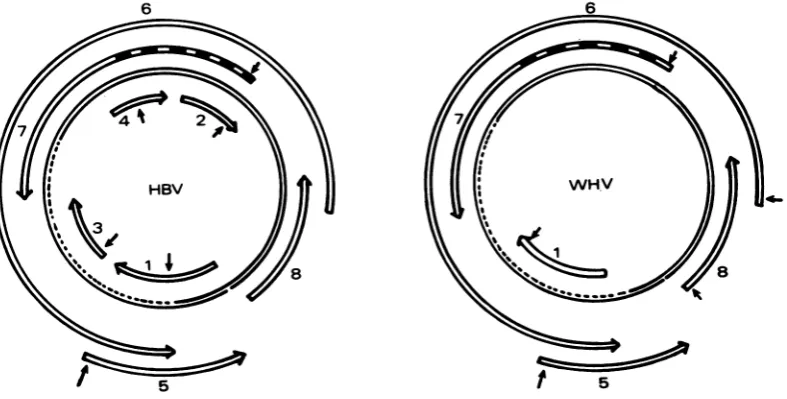 FIG. 5.ATG(9). Localization of the open reading frames on the viral genome and comparison with the HBV genome The stripped area in region 7 corresponds to the pre-S sequence
