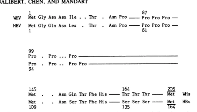 FIG. 6. Some common characteristic features of the putative proteins made from the pre-S region of bothviruses.