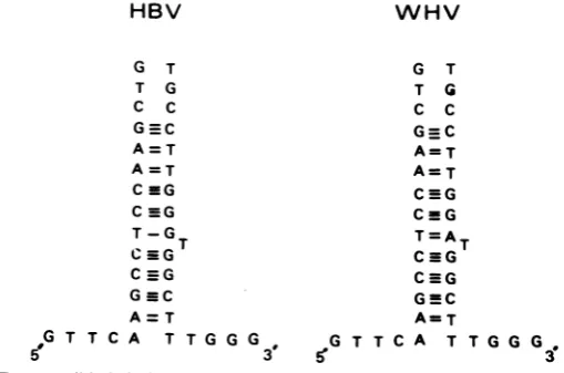 FIG. 8.regions Comparison of the organization of the two genomes showing that only one region located between 5 and 8 is devoid of coding function.
