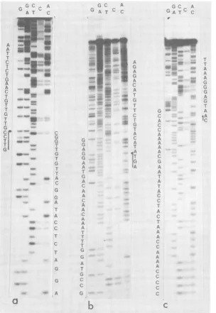 FIG. 1.208sequenced Autoradiogram of 16% acrylamide sequencing gel showing the sequence of chain L from nucleotide (a), 714 (b), and 889 (c)
