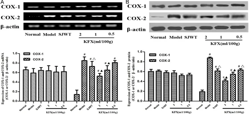 Figure 2. Effects of the KFX on the expression of COX-1 and COX-2 in CAG rats’ gastric tissue