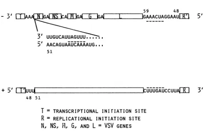 FIG. 9.encapsidation.Rose Sequences at the termini of VSV RNA postulated to be responsible for RNA synthesis and Sequences are taken from Schubert et al