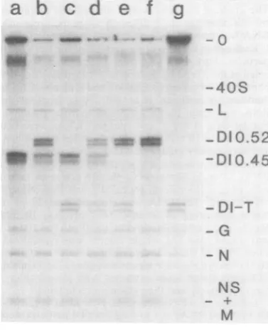 FIG. 1.BHK cells