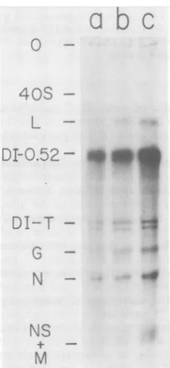 TABLE 1. Ratio of intracellular plus and minusRNA specific to DI particles'