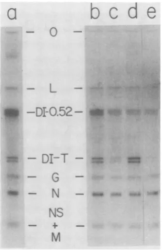 FIG. 4.Threeinfection.ratedcompetitiondardofparticles;Cerenkov50,mic-sizedexcised, 20, Effects of relativemultiplicities on the between DI-T and DI 0.52 particles