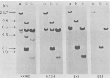 FIG. Hybridizationrictionated 2. of resti DNA fragments with amv-c4ontaining