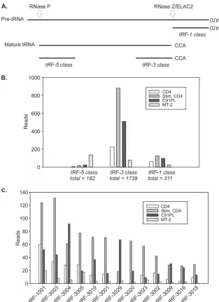 FIG 3 Relative abundances of tRFs. (A) The 3 classes of tRFs aligned to the tRNA precursor