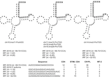 FIG 4 tRFs processed from tRNA-Pro. (Top) Three examples of the 21 tRNA-Pro molecules that are able to produce tRF-3019 (shaded)