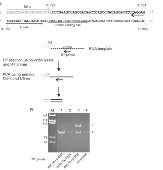FIG 5 tRF-3019 acts as a primer for HTLV-1 reverse transcriptase. (A) Summary of the RT assay