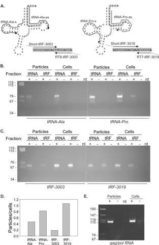 FIG 6 RT-PCR to detect tRNAs, tRFs, and gag/pol RNA in virus particles and C91PL cells