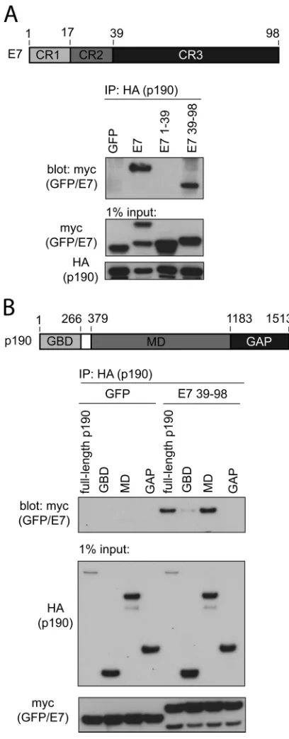 FIG 1 HPV16 E7 associates with p190RhoGAP (p190). Lysates from HPV16-positive (CaSki) and HPV-negative (C33A) cells were prepared and immuno-precipitated (IP) for E7 as described in Materials and Methods
