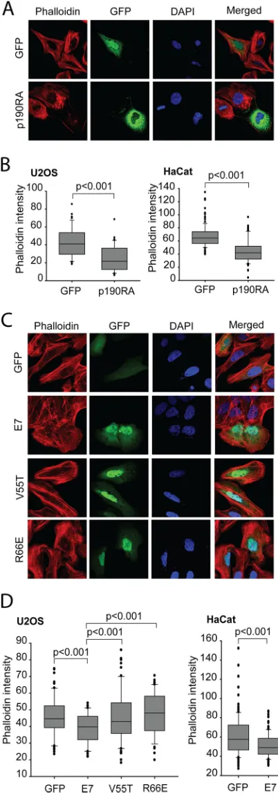 FIG 5 Interaction with p190 is required for HPV16 E7 to disrupt actin stressﬁber formation