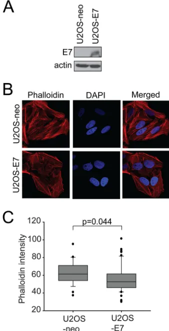 FIG 6 E7 affects F-actin levels in stable cell lines. (A) Expression of E7 inU2OS-neo and U2OS-E7 cells